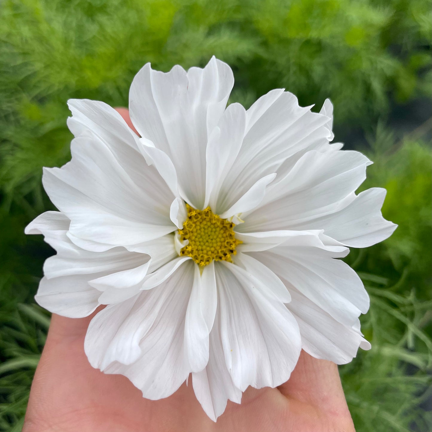 Bellafield Flower Farm Gift Card