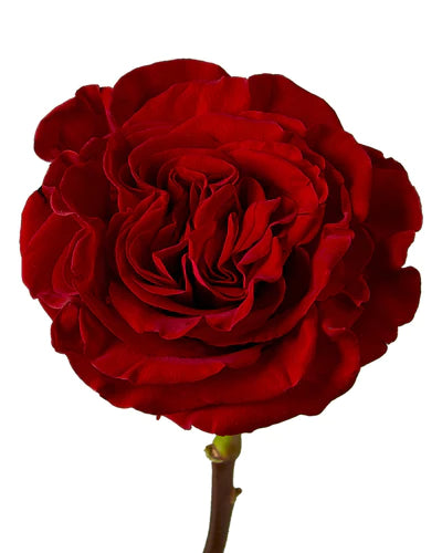 TERRIE'S DANCE Single Stem Rose