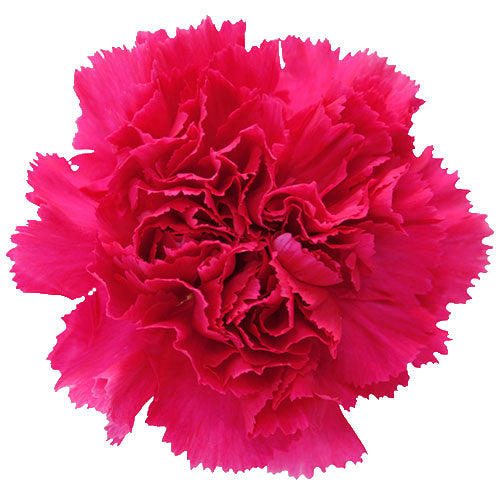 TERRIE'S DANCE Single Stem Carnation